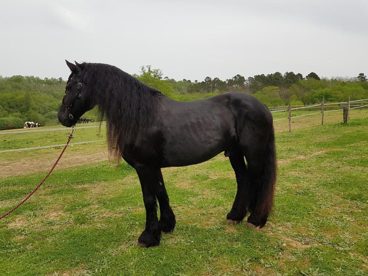 Gite Equestre Domaine Des Crins - Monpazier Capdrot Buitenkant foto