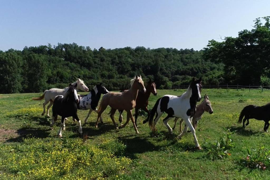 Gite Equestre Domaine Des Crins - Monpazier Capdrot Buitenkant foto