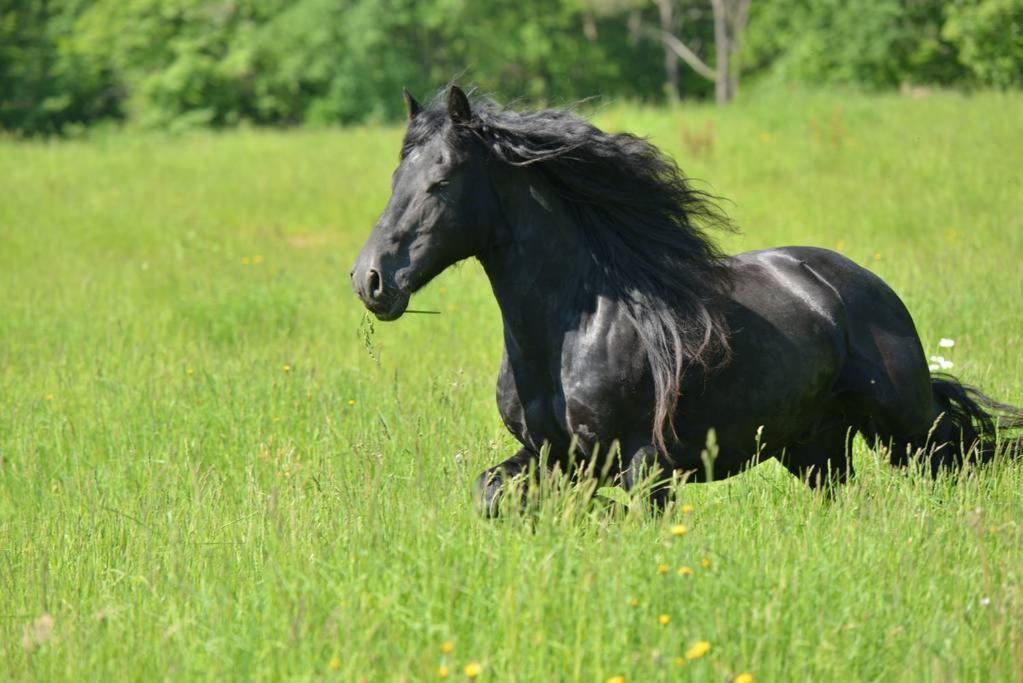 Gite Equestre Domaine Des Crins - Monpazier Capdrot Buitenkant foto